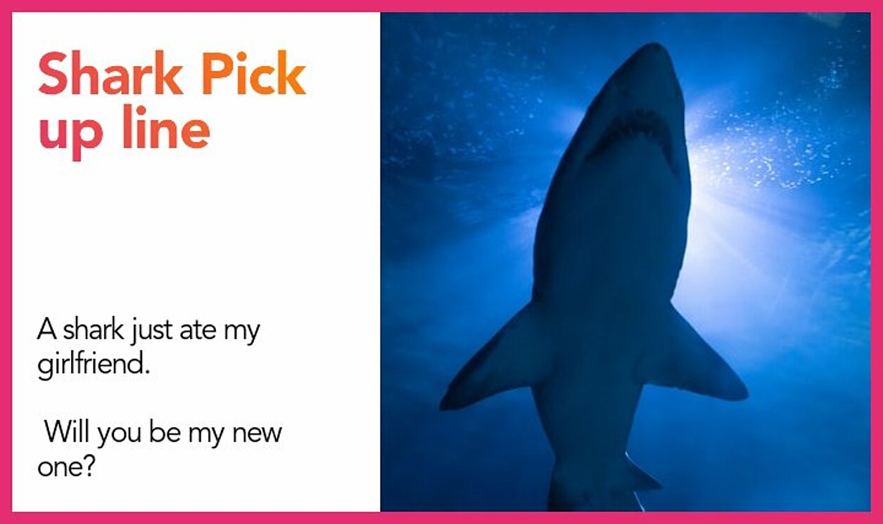 shark pickup line