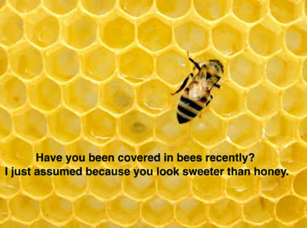 Have you been covered in bees recently? I just assumed, because you look sweeter than honey.