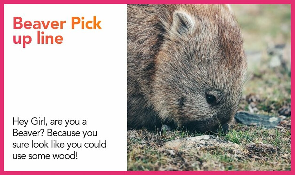 beaver pickup line