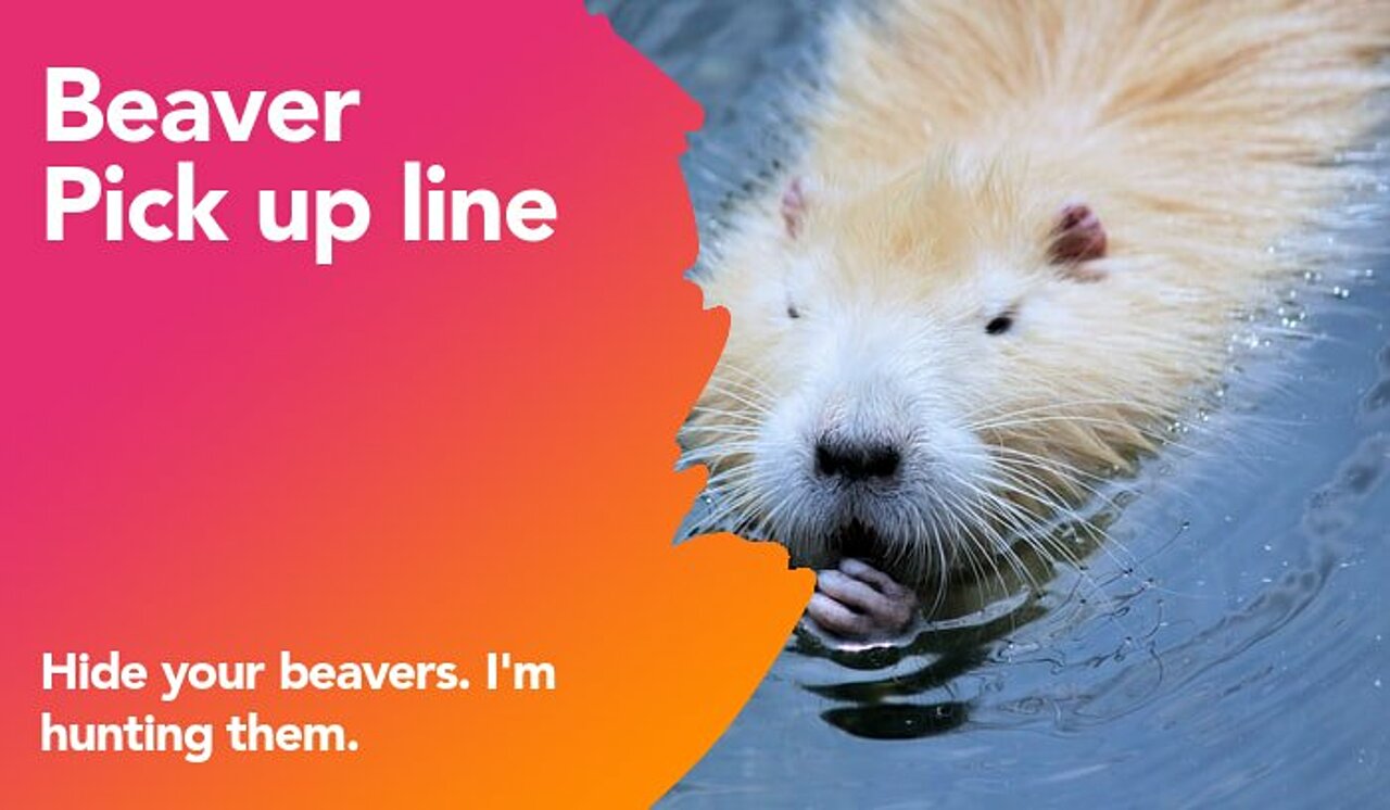 beaver pickup line