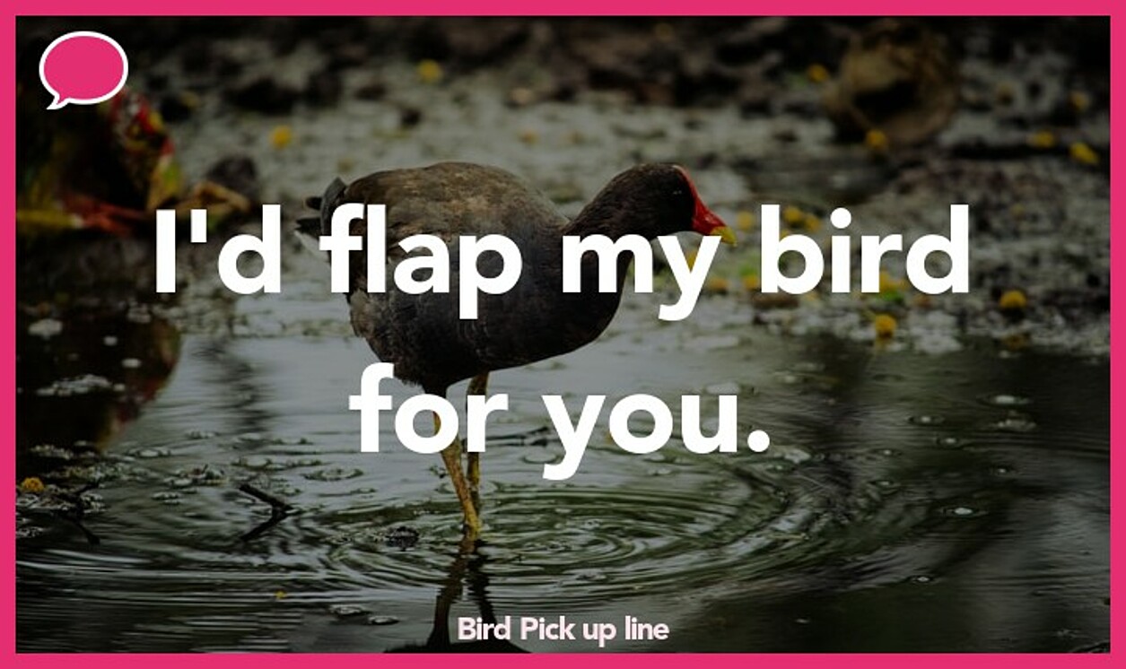 bird pickup line