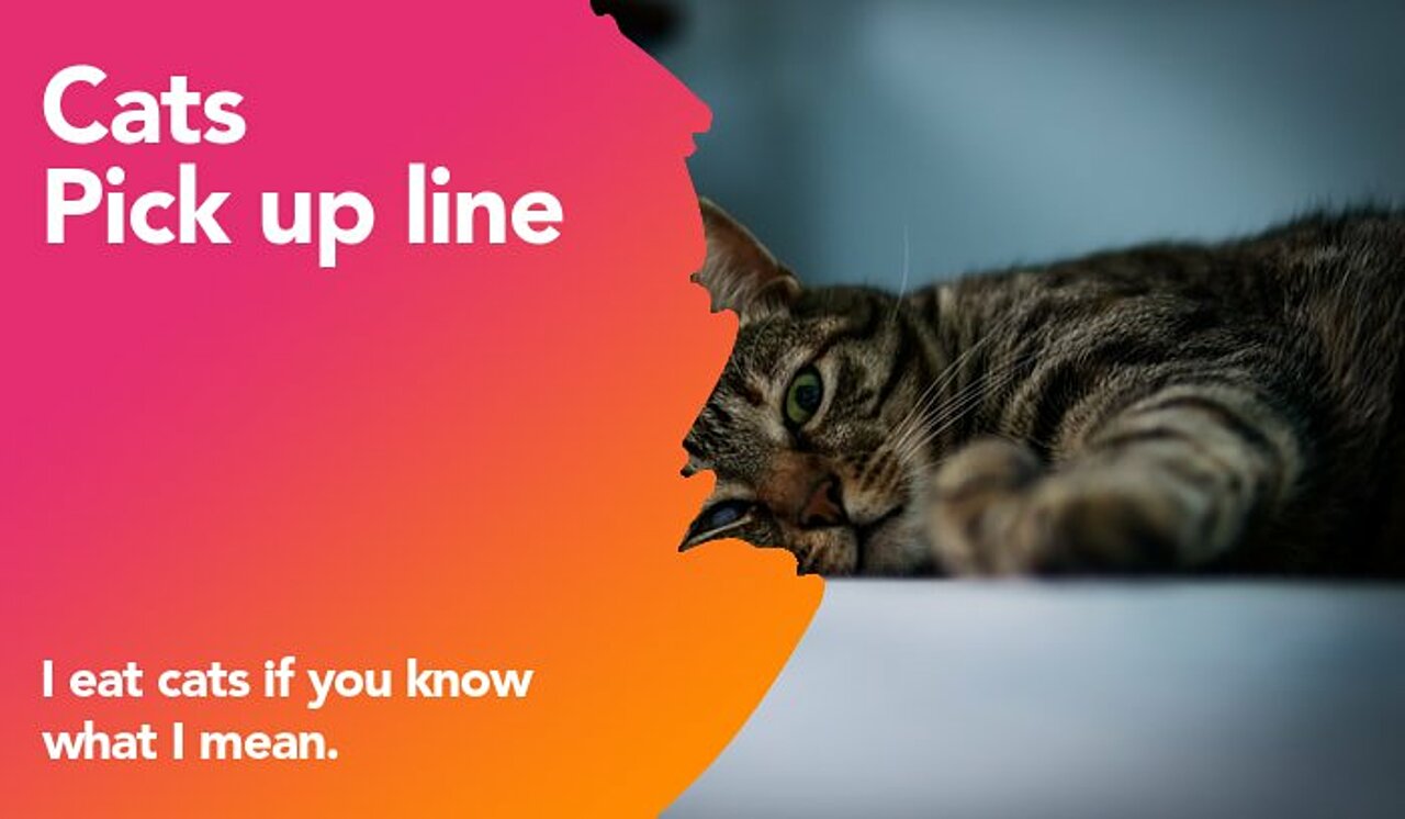 cats pickup line