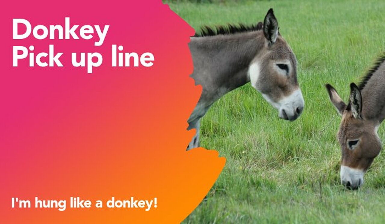 donkey pickup line