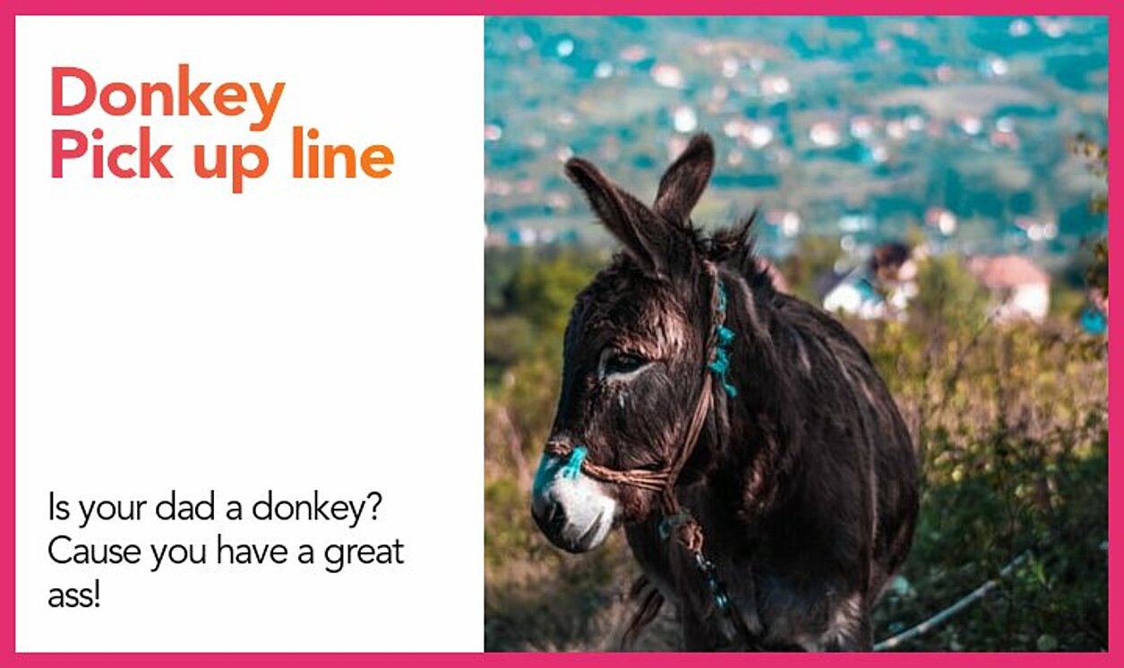 donkey pickup line