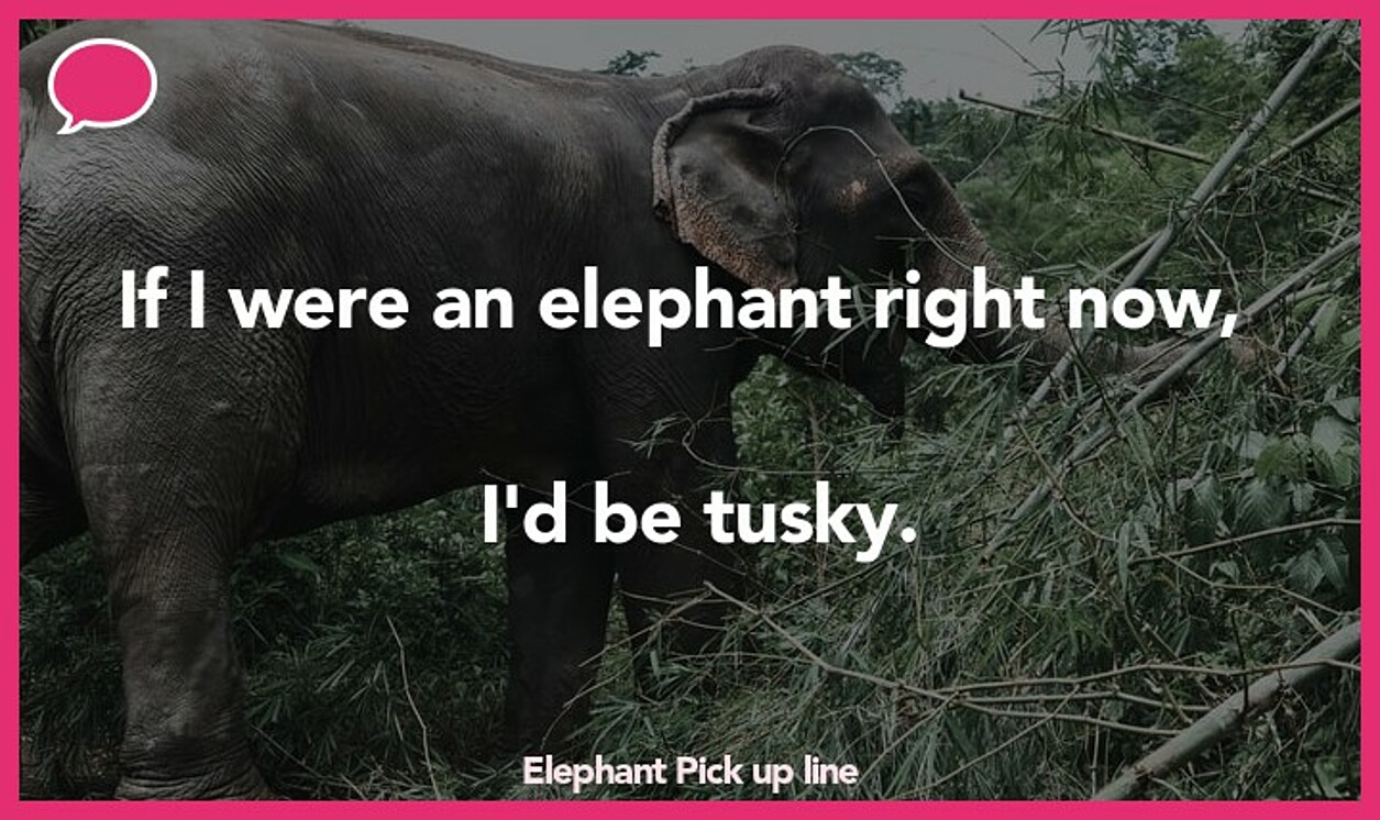 elephant pickup line