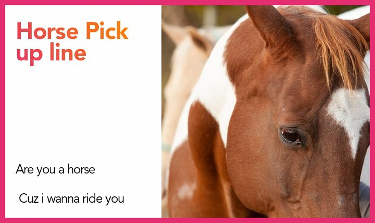 horse pickup line