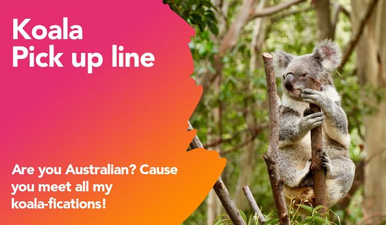 koala pickup line