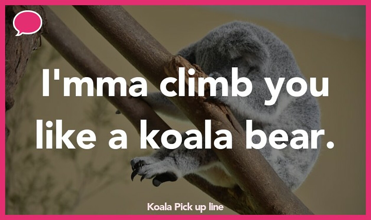 koala pickup line