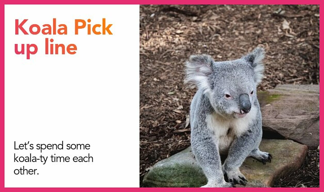 koala pickup line