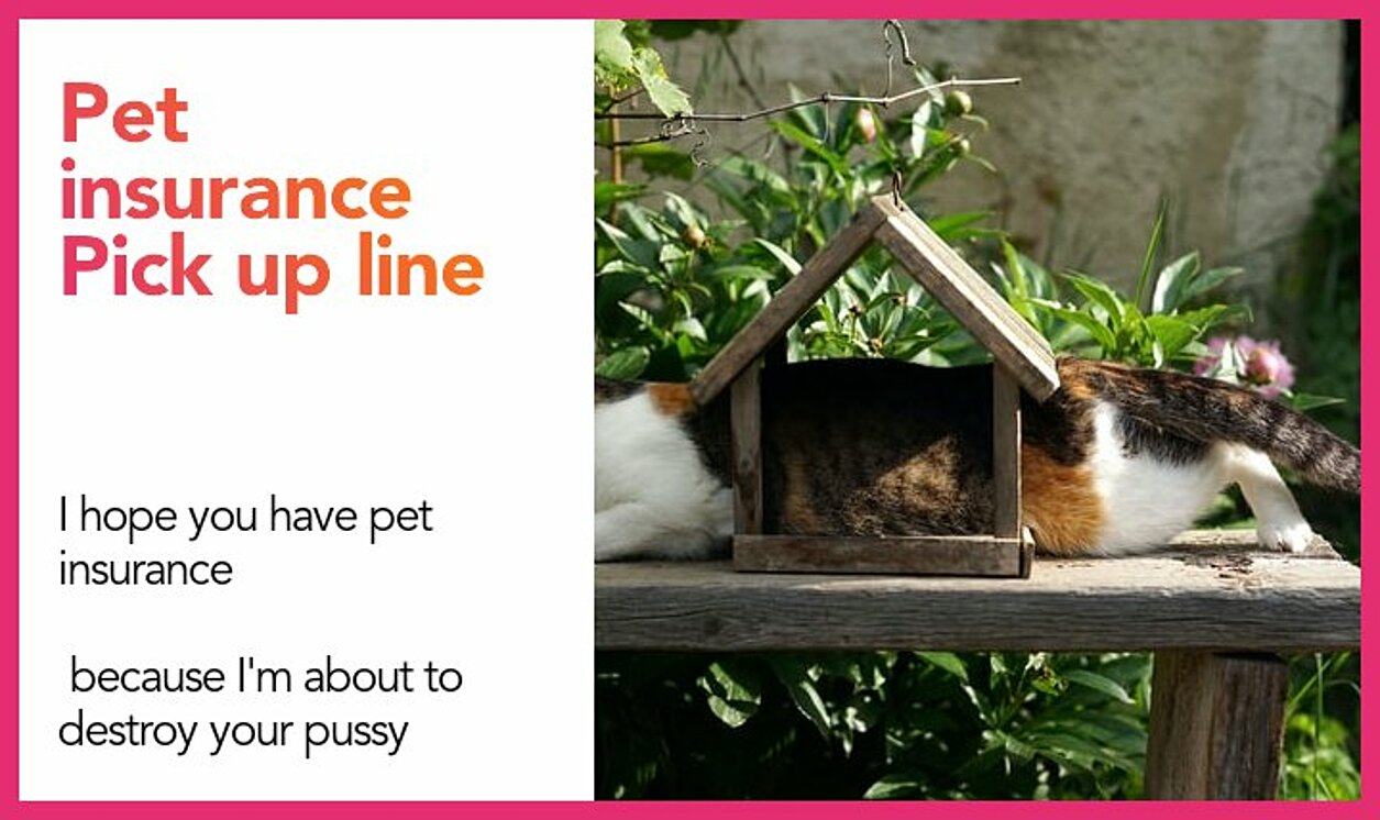 pet insurance pickup line