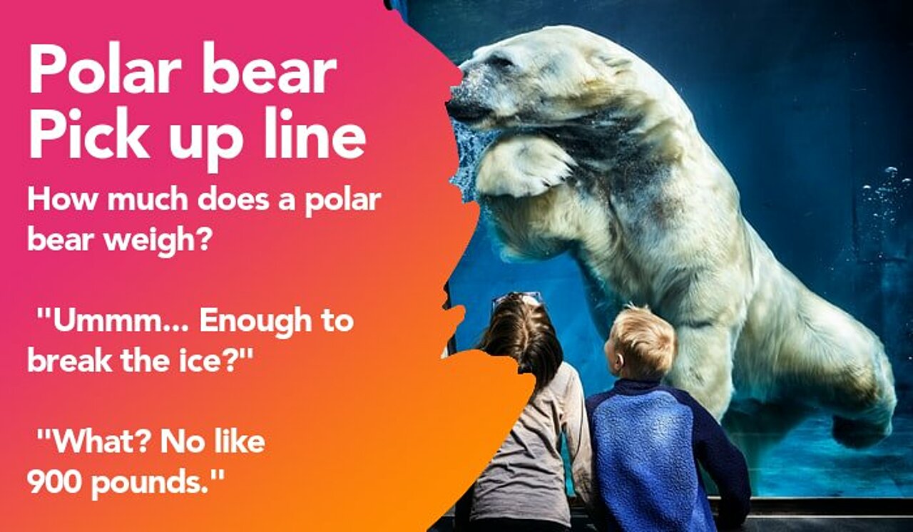 polar bear pickup line