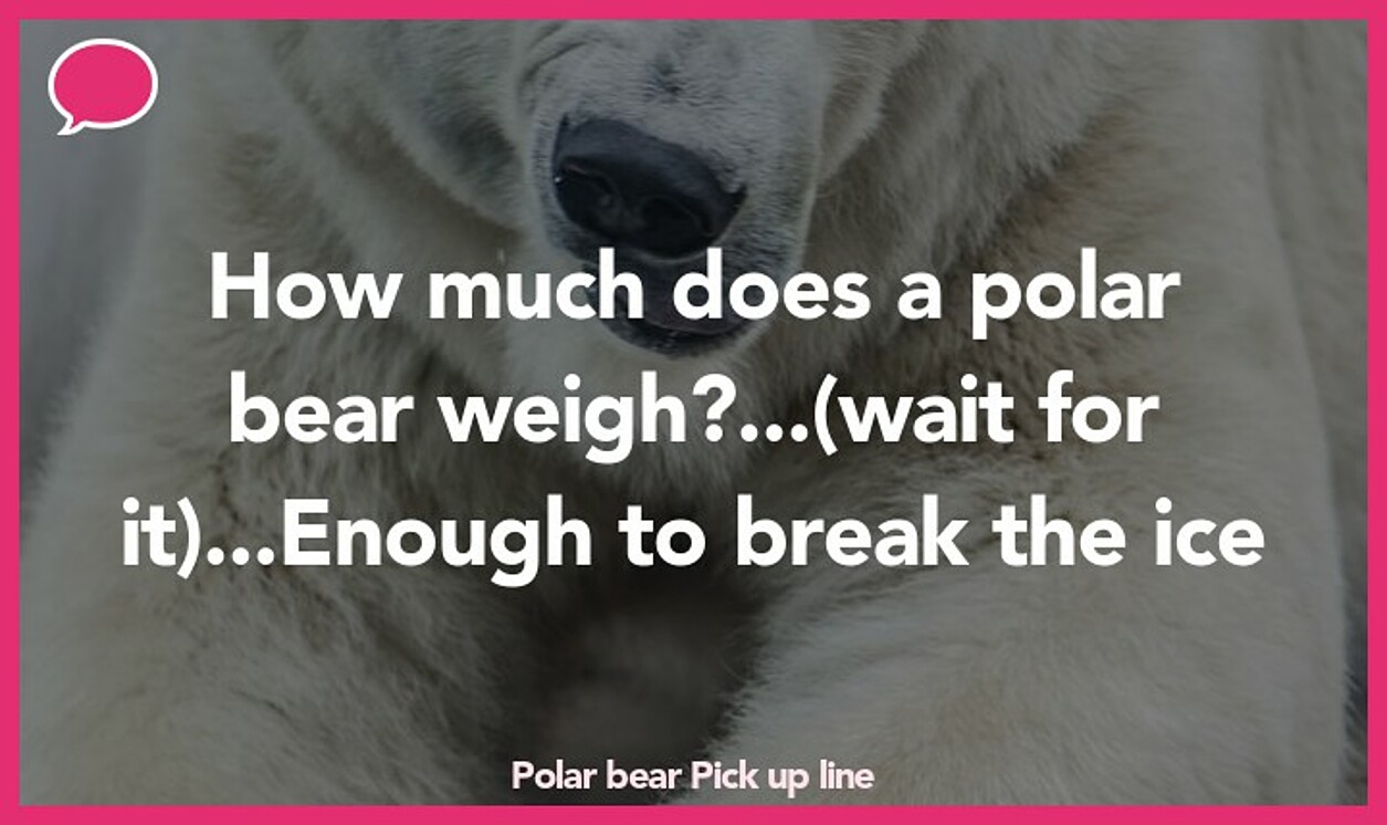 polar bear pickup line