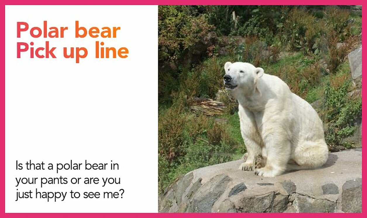 polar bear pickup line