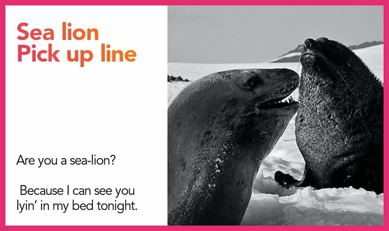 sea lion pickup line