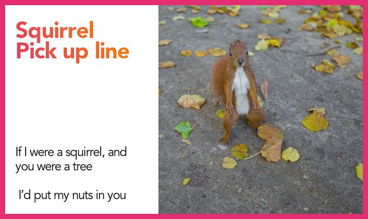 squirrel pickup line