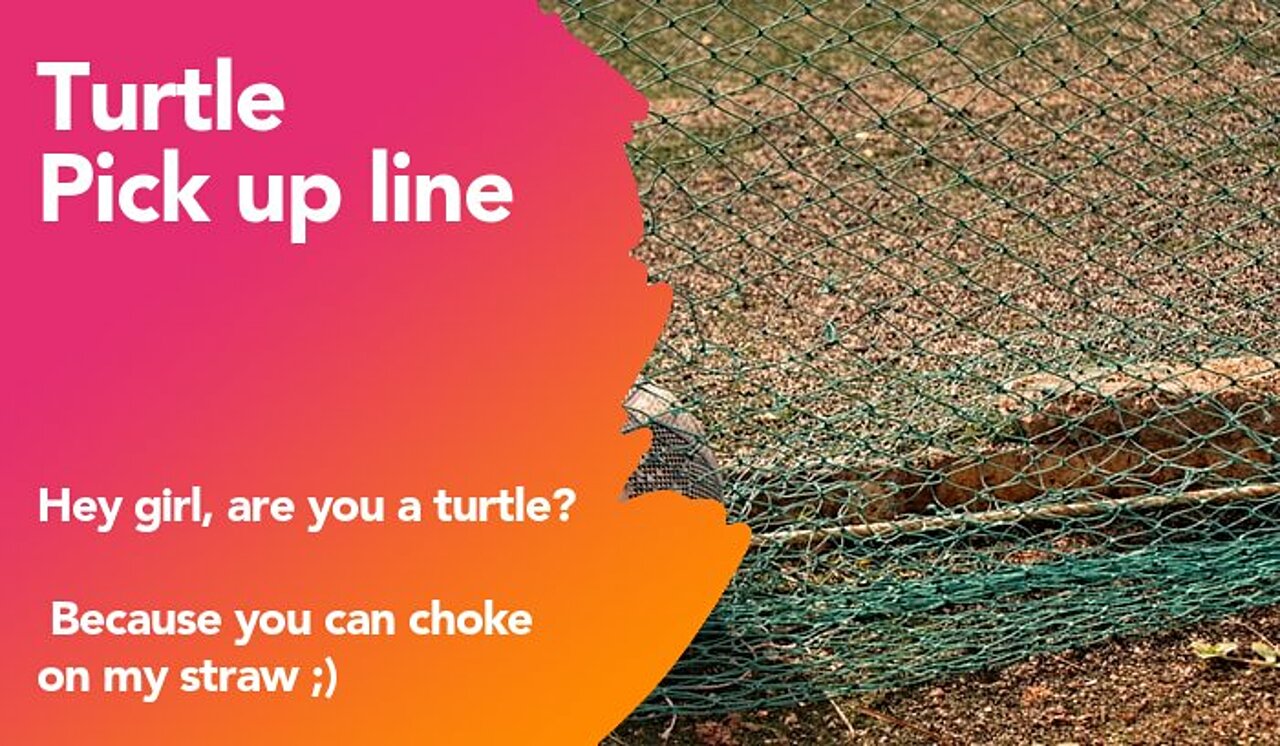 turtle pickup line