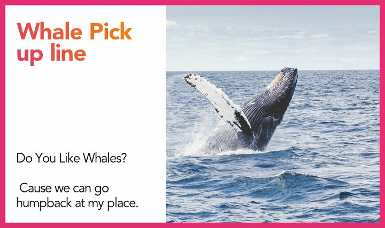 whale pickup line